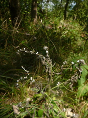 Lithospermum officinale