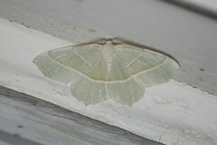 Campaea margaritaria