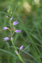 Cephalanthera rubra