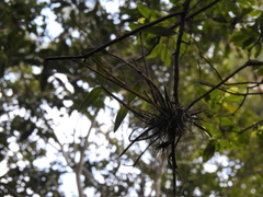 Dendrobium gracilicaule