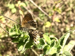 Coenonympha