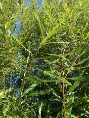 Salix
