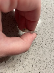 Hemidactylus turcicus