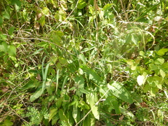 Betonica officinalis