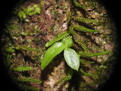 Dendrobium