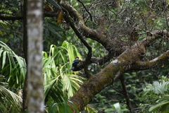 Pelargopsis capensis