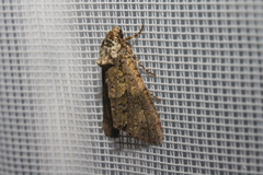 Craniophora ligustri