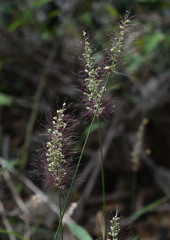 Setaria australiensis