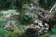 Asplenium scolopendrium
