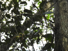 Dendrobium tetragonum