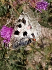 Parnassius apollo