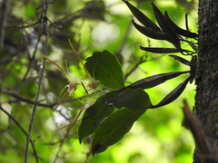Dendrobium tetragonum