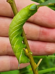Smerinthus ocellata