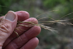 Aristida gracilipes