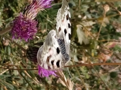Parnassius apollo
