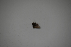 Hydrillodes lentalis