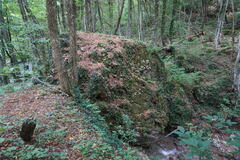 Euonymus latifolius