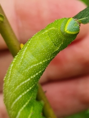 Smerinthus ocellata