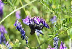 Xylocopa violacea