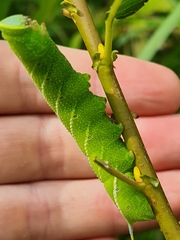 Smerinthus ocellata