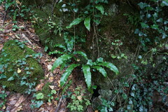 Asplenium scolopendrium