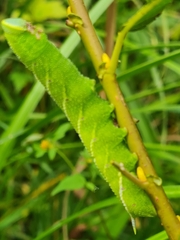 Smerinthus ocellata