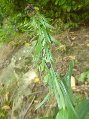 Epipactis helleborine