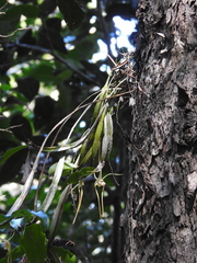 Dendrobium tetragonum