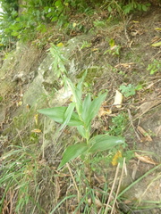 Epipactis helleborine
