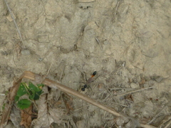 Ammophila sabulosa