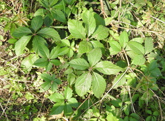 Parthenocissus inserta
