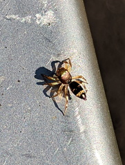 Salticinae
