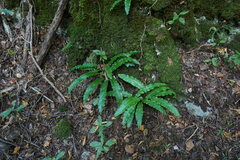 Asplenium scolopendrium