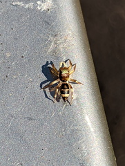 Salticinae