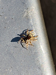 Salticinae
