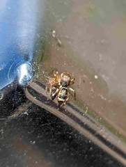 Salticinae