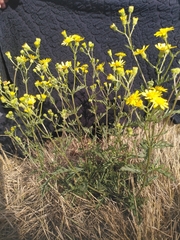Senecio squalidus