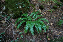 Asplenium scolopendrium