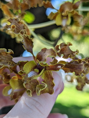 Dendrobium discolor