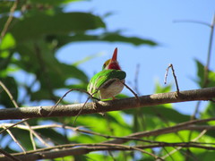 Todus multicolor
