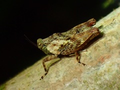 Tetrigidae