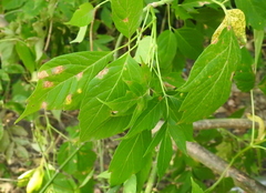 Acer negundo