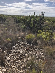 Protea compacta