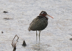 Rostratula benghalensis