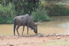 Connochaetes taurinus taurinus