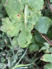 Leptophyes discoidalis