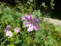 Malva sylvestris sylvestris