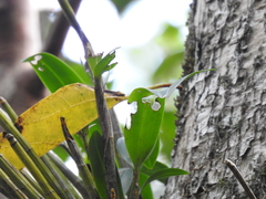 Dendrobium gracilicaule