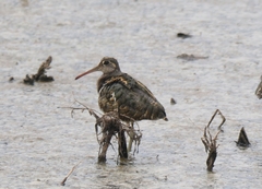 Rostratula benghalensis