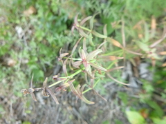 Galium boreale